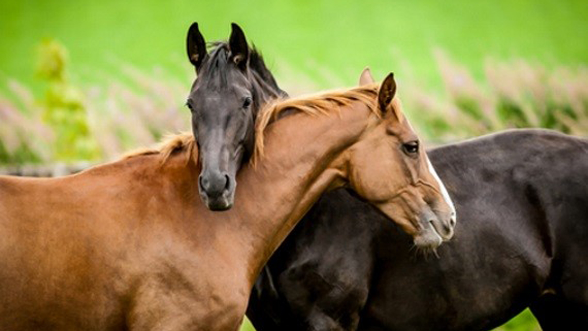 Revealing Equines Behavior